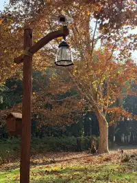 上海秋景封神!共青森林公園拍照真的絕了