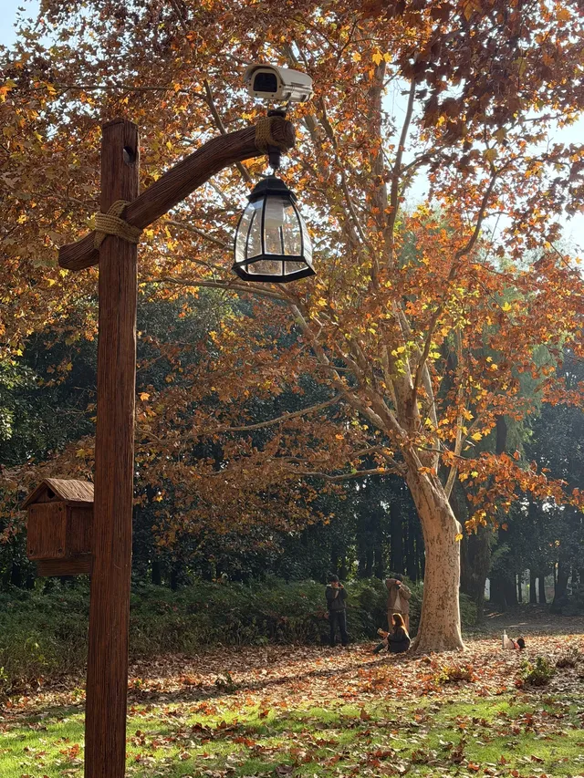 上海秋景封神!共青森林公園拍照真的絕了 上海秋景封神!共青森林公園拍照真的絕了