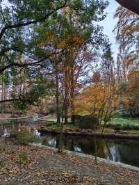 初冬暖陽下的多彩上海共青森林公園