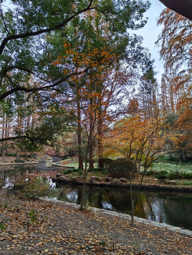初冬暖陽下的多彩上海共青森林公園 初冬暖陽下的多彩上海共青森林公園