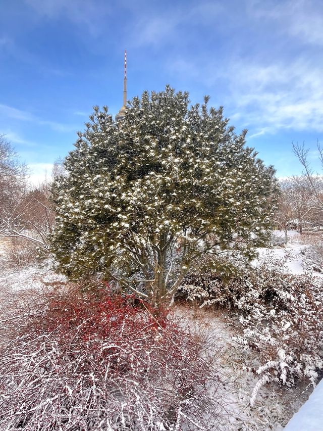 冬日限定雪景蘆葦打卡地