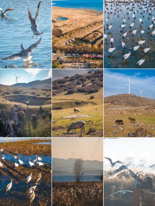 貴州畢節一天看盡新西蘭同款草原黑頸鶴海鷗