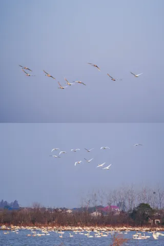Нет необходимости ехать в Северную Европу зимой! Настоящее Лебединое озеро спрятано недалеко от Чанши.