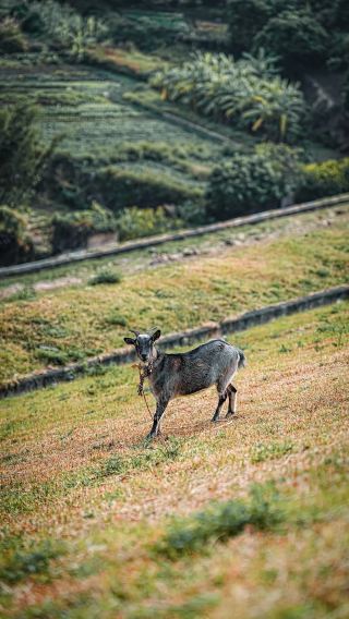南安の秘境、煙火と青山の間に広がる絶美な日常に飛び込む