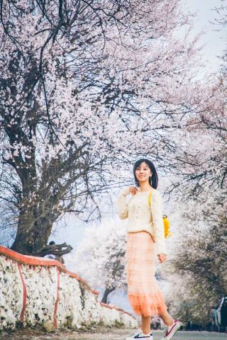 งานเลี้ยงสายตาสีชมพูในหุบเขาหิมะดอกท้อที่หลินจือ