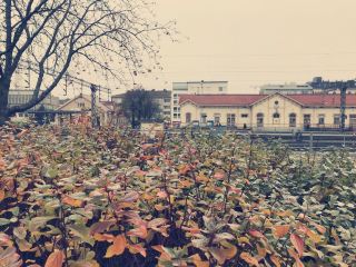 An Oasis in the North: University of Oulu Botanical Gardens.