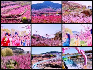 Feicheng Peach Blossom Sea is completely on fire with a pink explosion of beauty that takes your breath away!