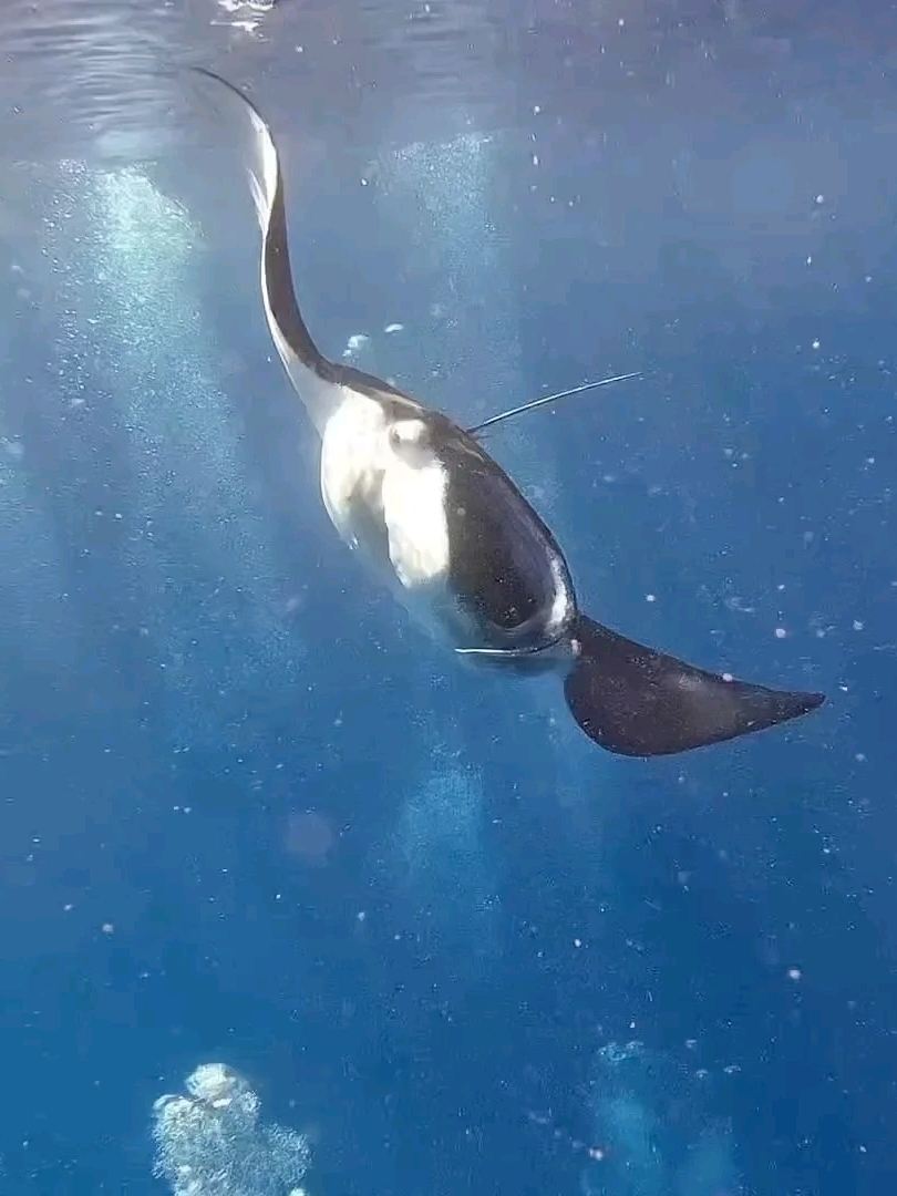 海底の超ド迫力なサメの世界を探索。 | Trip.com コロール