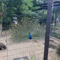 キリンを上からも下からも観察できる　京都市動物園