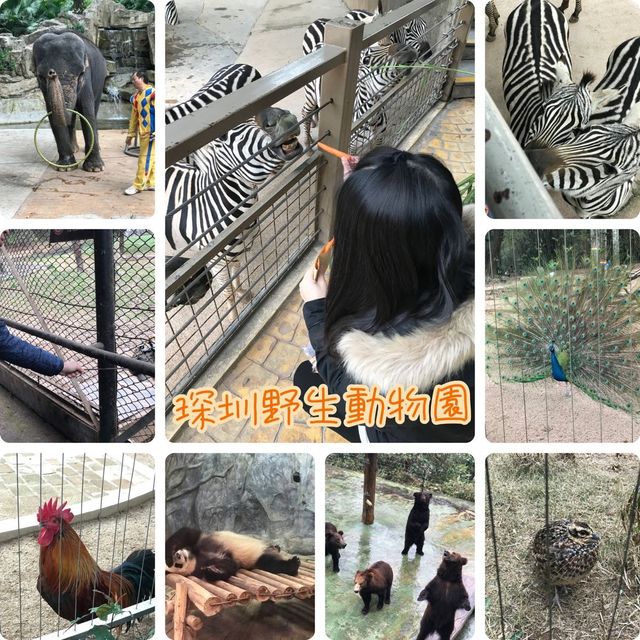 即日來回一日遊😆親子遊最佳地點🥰深圳野生動物園