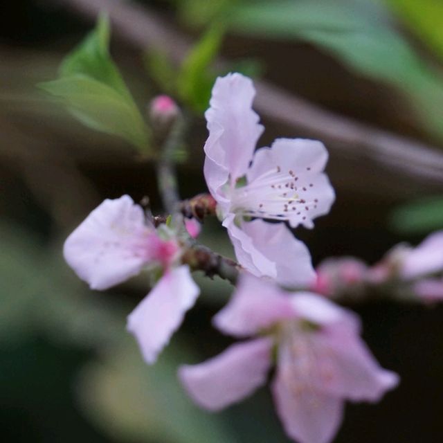 春日香港生態遊•嘉道理農場暨植物園🦩