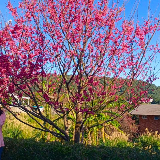 ［陽明山 美景］平菁街42巷櫻花盛開