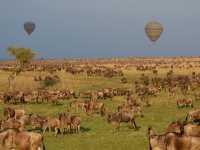 東非masai Mara 帳幕酒店動物大遷徙
