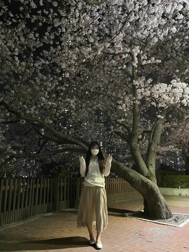 부산 달맞이길 벚꽃 🌸