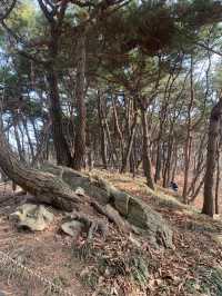 초보도 충분히 등산할 수 있는 서울 근교 광교산 형제봉 코스 ⛰️