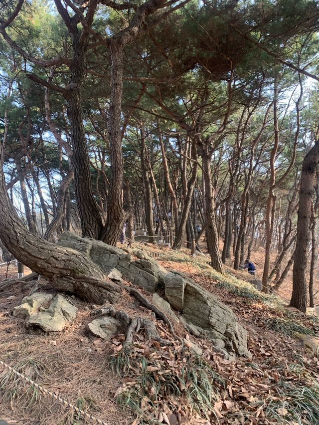 초보도 충분히 등산할 수 있는 서울 근교 광교산 형제봉 코스 ⛰️