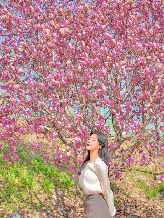 경남에서 목련 원없이 보고싶다면? 바로 여기💓