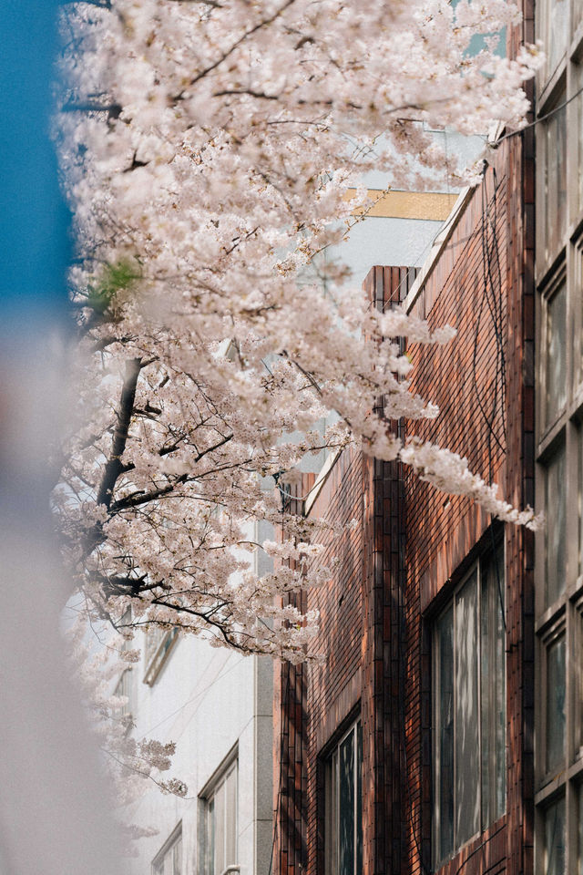 제주 벚꽃 명소 '전농로'