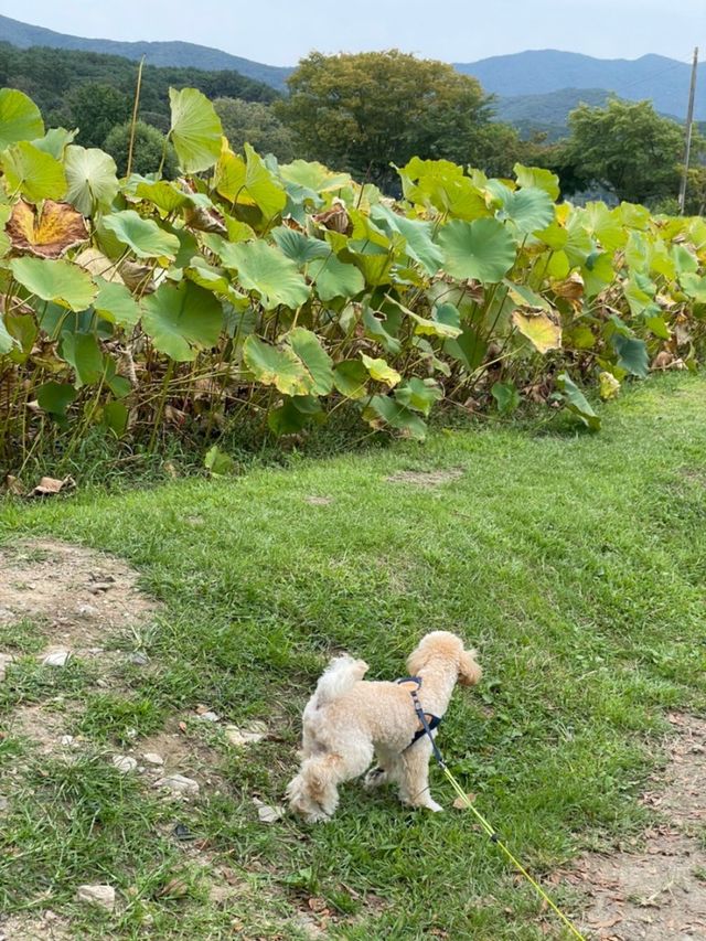 애견 동반 나들이🚙 아산 외암민속마을 꽃길 산책🌹