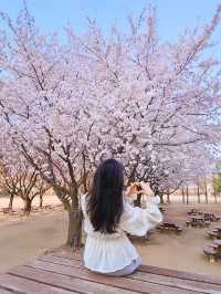🌸서울숲 벚꽃 핫플 모음.zip