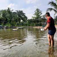 Game on a dip at Sg. Lalang Hotspring, Semenyih