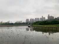 一望無際的“”龍環葡韻濕地” 澳門免費景點 