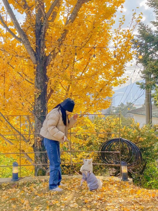가을이 되면 더 예쁜, 청주 은행나무 뷰 카페💛