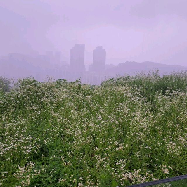 韓國景點📸天空公園🥰親親大自然⭐打卡熱點😍