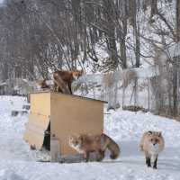 北海道北見🦊近距離親親狐狸牧場