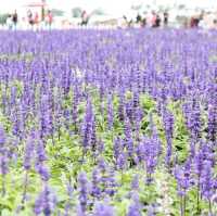 Sea of Flowers in Xinshe