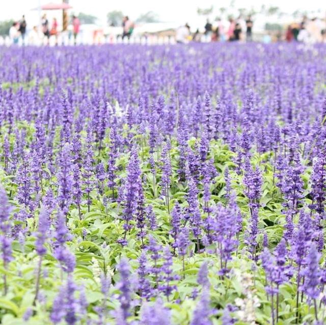 Sea of Flowers in Xinshe