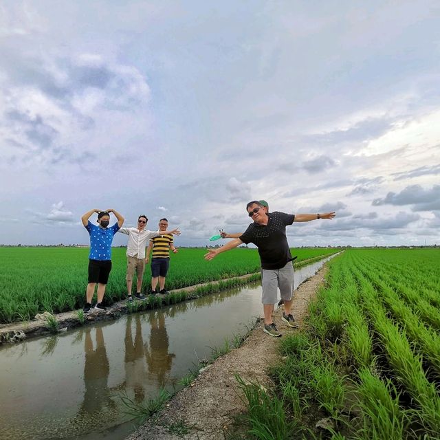 Beautiful paddy fields in Sekinchan! 🌾