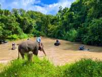 ชมน้องช้าง ที่ศูนย์อนุรักษ์ช้างไทย ลำปาง