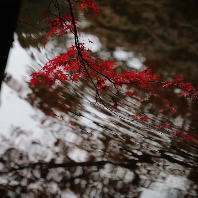 🍁🏯 中將庵～禪意自然日式庭院，紅葉美景如詩！🌿🍂🍁
