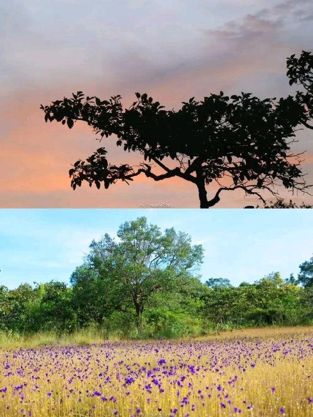 ทุ่งดอกไม้ป่าบาน วนอุทยานน้ำตกผาหลวง
