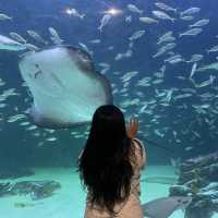 ์์ด์ ํจ๊ป ๊ฐ๊ธฐ์ข์ ์์ฟ ์๋ฆฌ์