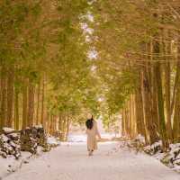 ❄️눈쌓인길 나무사이로 산책가능한곳 [제주, 샤이니숲길]🌲