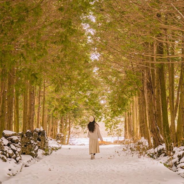 ❄️눈쌓인길 나무사이로 산책가능한곳 [제주, 샤이니숲길]🌲