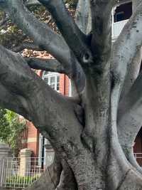 Moreton Bay Fig || Ficus Macrophylla📸