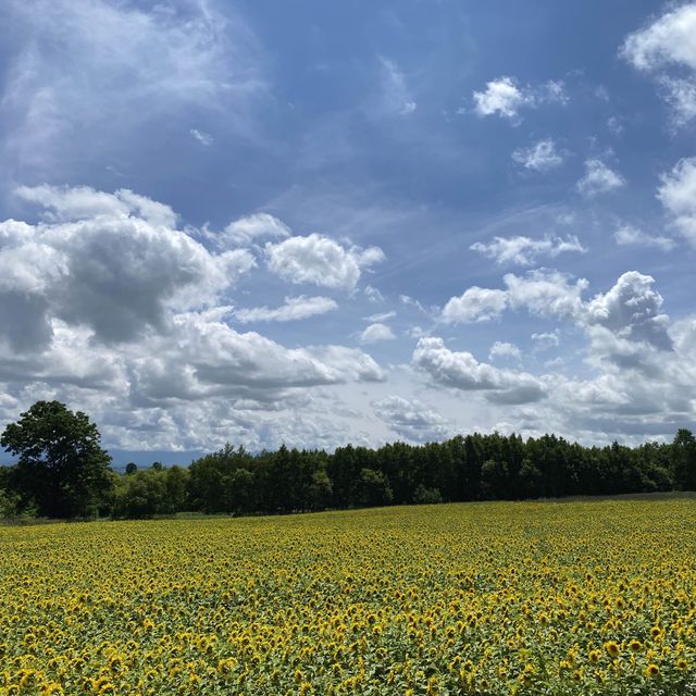 【北海道】新栄の丘展望公園