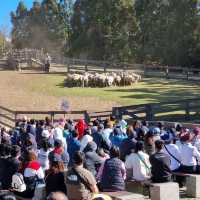 Cutie Little Sheeps At Cingjing Farm