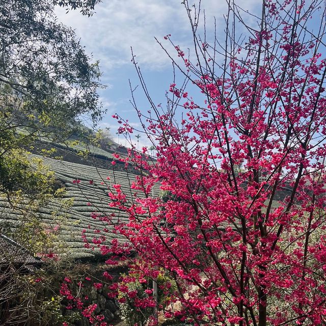 寒溪呢森林人文叡地