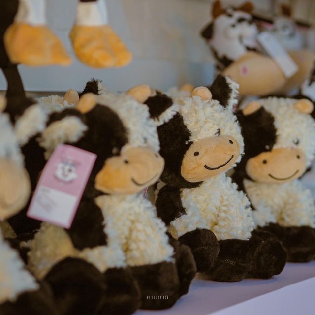  Wow Cow🍦🐄 #ร้านไอศกรีมเปิดใหม่ จ.ภูเก็ต