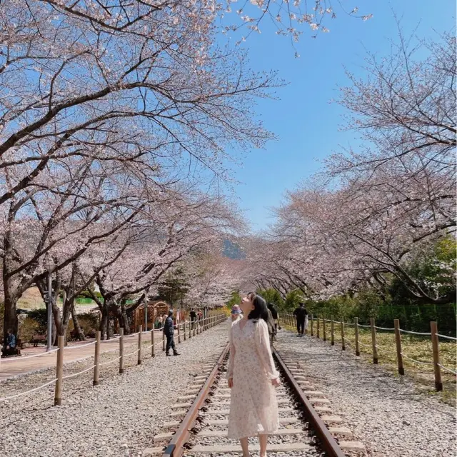 지금 창원에 가야되는 이유🌸💓