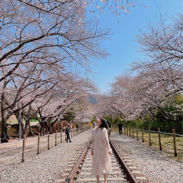 지금 창원에 가야되는 이유🌸💓