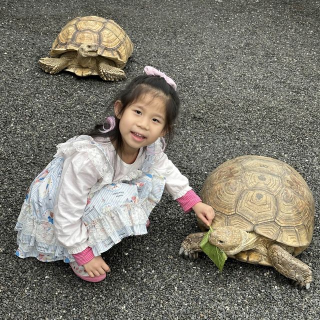 宜蘭、張美阿嬤農場 宜蘭、張美阿嬤農場