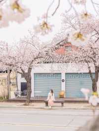 🌸내년에 꼭 가야할 [경주, 벚꽃 모음집]🌺
