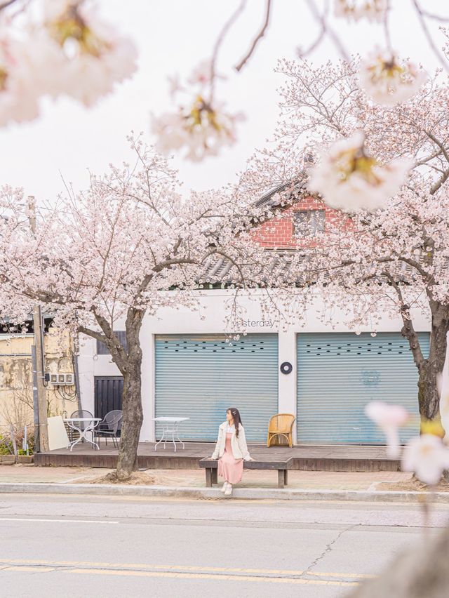 🌸내년에 꼭 가야할 [경주, 벚꽃 모음집]🌺