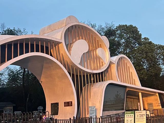 成都｜🐼｜充滿可愛的成都熊貓基地🐼