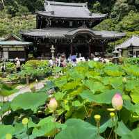  【京都】花の御寺「三室戸寺」